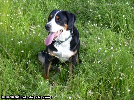 Grosser Schweizer Sennenhund Hunde Foto 12103 Grosser Schweizer Sennenhund Wilma