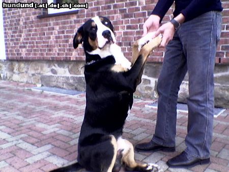 Grosser Schweizer Sennenhund Hunde Foto 15458 Grosser Schweizer Sennenhund Boncuk