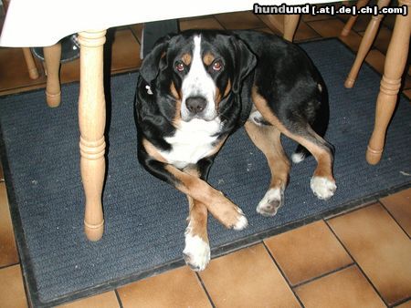 Grosser Schweizer Sennenhund Hunde Foto 14543 Grosser Schweizer Sennenhund Buddy ganz gemütlich
