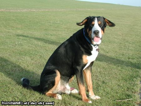 Grosser Schweizer Sennenhund Hunde Foto 7991 Grosser Schweizer Sennenhund Buddy gegen den Wind