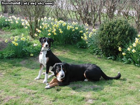 Grosser Schweizer Sennenhund Hunde Foto 14479 Grosser Schweizer Sennenhund Buddy hat eine Freundin bekommen
