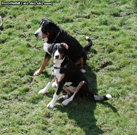 Grosser Schweizer Sennenhund Hunde Foto 14480 Grosser Schweizer Sennenhund Buddy und Rika