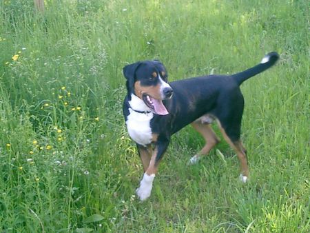 Grosser Schweizer Sennenhund Hunde Foto 31686 in höherer Auflösung ansehen Grosser Schweizer Sennenhund Baron von Blasenneuhaus ( Baro)