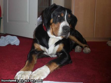 Grosser Schweizer Sennenhund Alan vom Küsterhof knapp 7 Monate