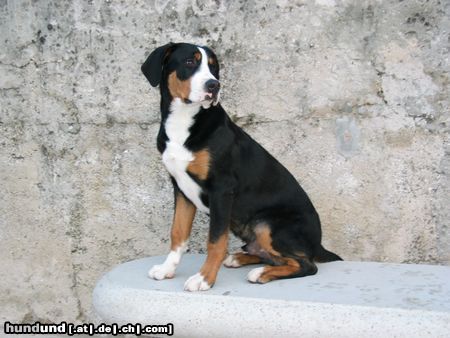 Grosser Schweizer Sennenhund Hunde Foto 9435 Grosser Schweizer Sennenhund Cezar od Radovne