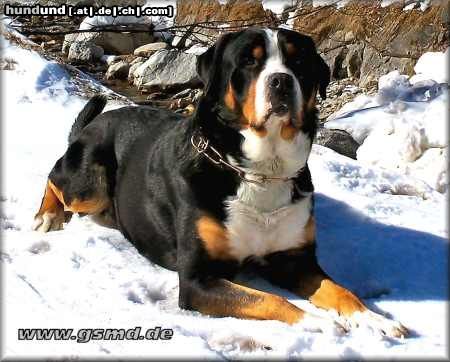 Grosser Schweizer Sennenhund Hunde Foto 9496 Grosser Schweizer Sennenhund Cherry im Schnee
