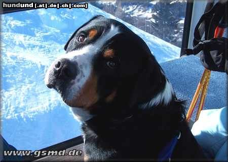 Grosser Schweizer Sennenhund Hunde Foto 9497 Grosser Schweizer Sennenhund Cherry im Lift
