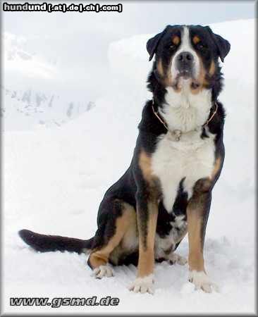 Grosser Schweizer Sennenhund Hunde Foto 9498 Grosser Schweizer Sennenhund Cherry im Schnee 2