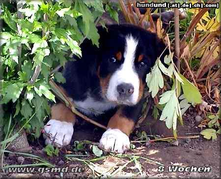 Grosser Schweizer Sennenhund Hunde Foto 9499 Grosser Schweizer Sennenhund Cherry (8 Wochen)