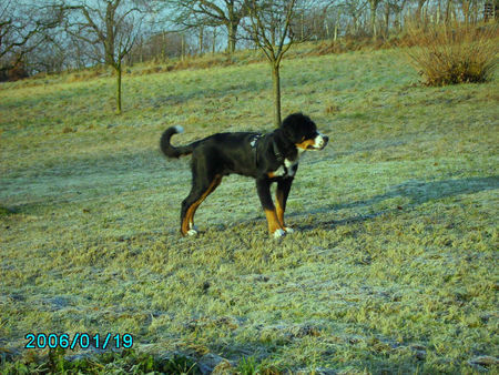 Grosser Schweizer Sennenhund Hunde Foto 29315 Grosser Schweizer Sennenhund Chico