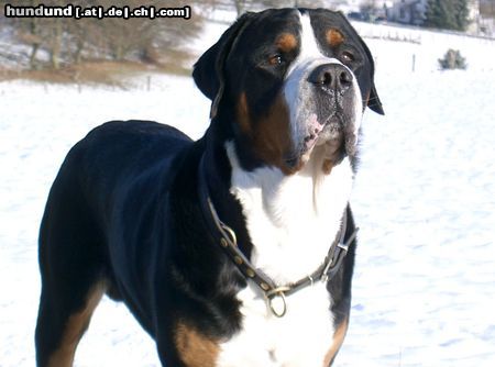 Grosser Schweizer Sennenhund Hunde Foto 23184 Grosser Schweizer Sennenhund Cimba vom Tannenhof