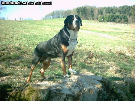 Grosser Schweizer Sennenhund Hunde Foto 23183 Grosser Schweizer Sennenhund Cimba vom Tannenhof
