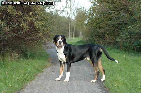 Grosser Schweizer Sennenhund Hunde Foto 17995 Grosser Schweizer Sennenhund Cimba Uit 't Mayse Nest 1 year