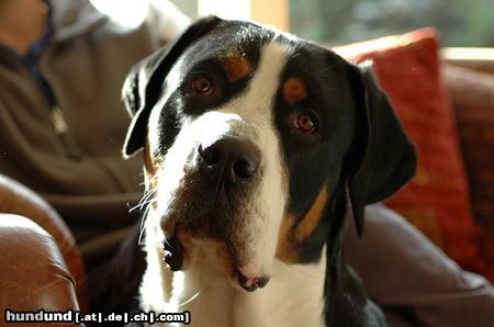 Grosser Schweizer Sennenhund Hunde Foto 17996 Grosser Schweizer Sennenhund Cimba Uit 't Mayse Nest 1 year