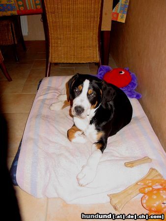 Grosser Schweizer Sennenhund Hunde Foto 9184 Grosser Schweizer Sennenhund Cimba (16 woche) Uit 't Mayse Nest