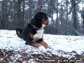 Grosser Schweizer Sennenhund Hunde Foto 3960 Grosser Schweizer Sennenhund Canis Major Cliff v.d. Zuiderwaard