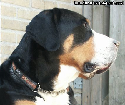Grosser Schweizer Sennenhund Cliff