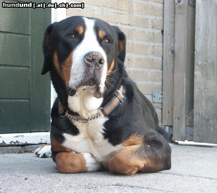 Grosser Schweizer Sennenhund Cliff