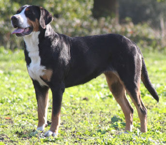 Grosser Schweizer Sennenhund Hunde Foto 36063 Grosser Schweizer Sennenhund Gwendolin Cover Girl v.d.Dorfquelle