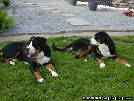 Grosser Schweizer Sennenhund Hunde Foto 23011 Grosser Schweizer Sennenhund unsere beiden GSS