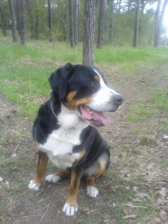 Grosser Schweizer Sennenhund Hunde Foto 39109 in höherer Auflösung ansehen Grosser Schweizer Sennenhund Junior(Cliff