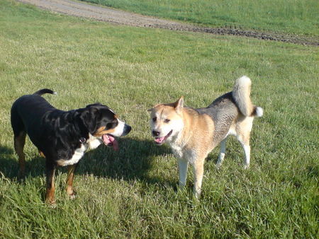 Grosser Schweizer Sennenhund Hunde Foto 39110 in höherer Auflösung ansehen Grosser Schweizer Sennenhund Junior und Nalani(Akita Inu)