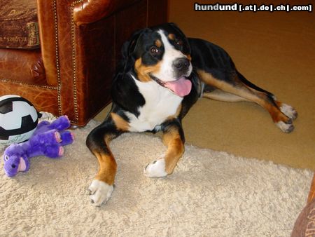 Grosser Schweizer Sennenhund Benno