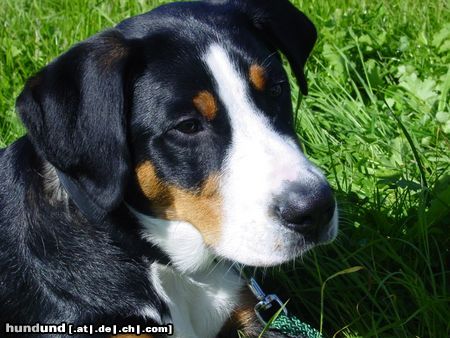 Grosser Schweizer Sennenhund Hunde Foto 5429 Grosser Schweizer Sennenhund Benno von de Mostelberg
