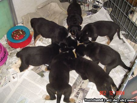 Grosser Schweizer Sennenhund Hunde Foto 17257 in höherer Auflösung ansehen Grosser Schweizer Sennenhund 7 GSS-Welpen -das schmeckt aber!