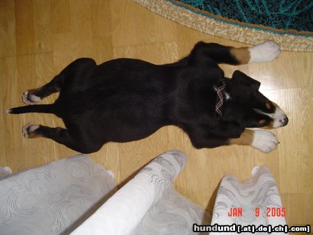 Grosser Schweizer Sennenhund Hunde Foto 17771 in höherer Auflösung ansehen Grosser Schweizer Sennenhund Wim 11Wochen alt