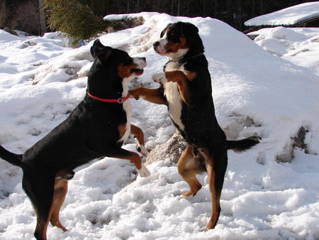 Grosser Schweizer Sennenhund Hunde Foto 30254 in höherer Auflösung ansehen Grosser Schweizer Sennenhund Cezar&Demon od Radovne
