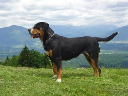Grosser Schweizer Sennenhund Brina