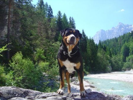 Grosser Schweizer Sennenhund Hunde Foto 32754 in höherer Auflösung ansehen Grosser Schweizer Sennenhund Brina