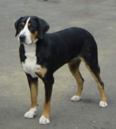 Grosser Schweizer Sennenhund Hunde Foto 36064 in höherer Auflösung ansehen Grosser Schweizer Sennenhund Gwendolin Cover Girl v.d.Dorfquelle 1