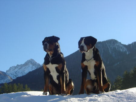 Grosser Schweizer Sennenhund Brina od Radovne und Karhunkierros Inzaghi
