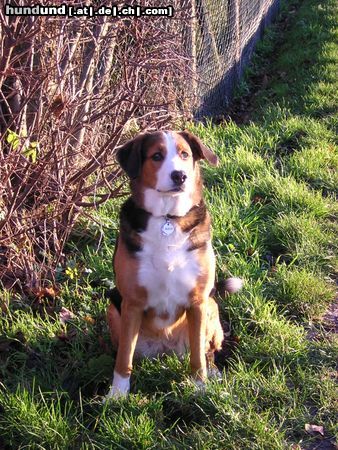 Grosser Schweizer Sennenhund Hunde Foto 8140 Grosser Schweizer Sennenhund Alice