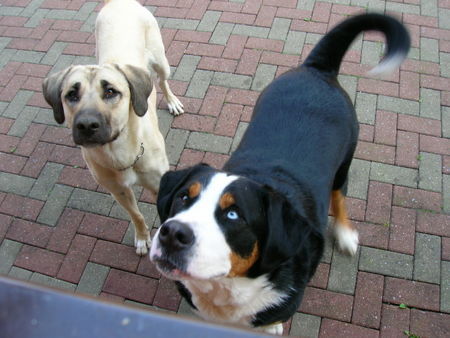 Grosser Schweizer Sennenhund Hunde Foto 42583 in höherer Auflösung ansehen Grosser Schweizer Sennenhund hmm.. endlich gibts wieder mal was zu fressen