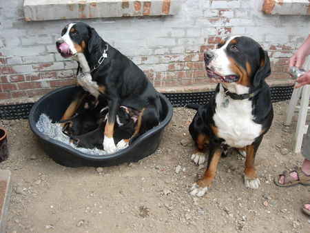 Grosser Schweizer Sennenhund Hunde Foto 32396 in höherer Auflösung ansehen Grosser Schweizer Sennenhund Puppy Kennel Home Of Zoya´s