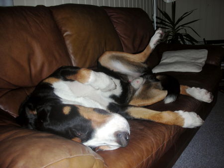 Grosser Schweizer Sennenhund und im Urlaub darf ich auch auf die Couch*g*