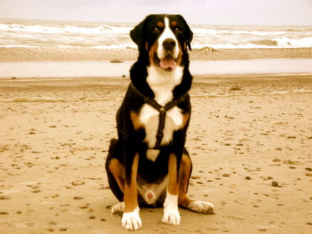 Grosser Schweizer Sennenhund unser Eddy in Dänemark