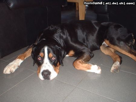Grosser Schweizer Sennenhund Hunde Foto 11672 Grosser Schweizer Sennenhund Artus 3 Jahre alt.Hamburg