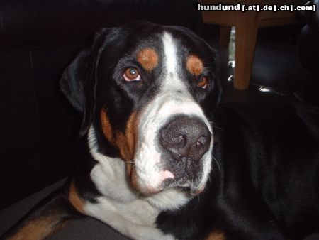 Grosser Schweizer Sennenhund Hunde Foto 11666 Grosser Schweizer Sennenhund Artus 3 Jahre alt