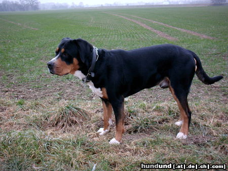 Grosser Schweizer Sennenhund Dino v. d. Neckerwies