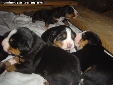 Grosser Schweizer Sennenhund Hunde Foto 13849 Grosser Schweizer Sennenhund Lovely new-born puppies