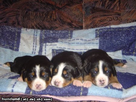 Grosser Schweizer Sennenhund Hunde Foto 13942 Grosser Schweizer Sennenhund Boys