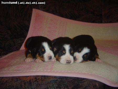 Grosser Schweizer Sennenhund Hunde Foto 13943 Grosser Schweizer Sennenhund Girls