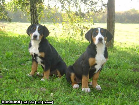 Grosser Schweizer Sennenhund Hunde Foto 22672 in höherer Auflösung ansehen Grosser Schweizer Sennenhund Our puppies