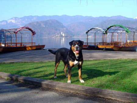 Grosser Schweizer Sennenhund Our swissy Brina