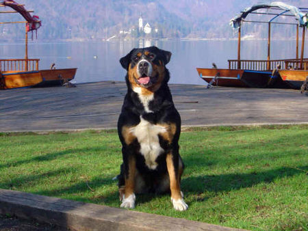 Grosser Schweizer Sennenhund Our swissy Brina