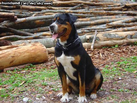 Grosser Schweizer Sennenhund Hunde Foto 22671 in höherer Auflösung ansehen Grosser Schweizer Sennenhund Brina od Radovne